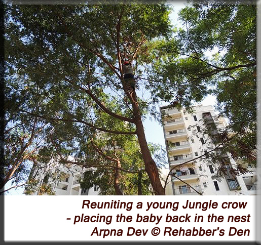 Reuniting a young Jungle crow